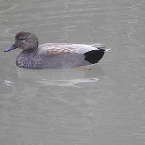 Gadwall