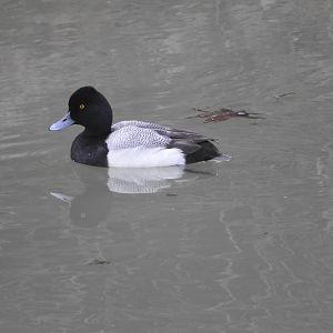Lesser Scaup