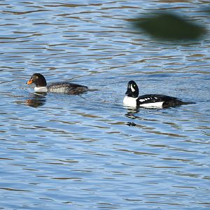 Barrow's Goldeneyes