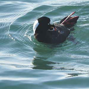 Surf Scoter
