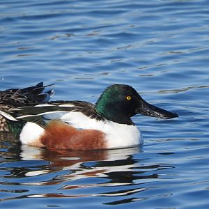 Northern Shoveler