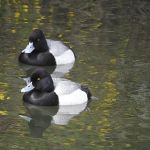 Lesser Scaup