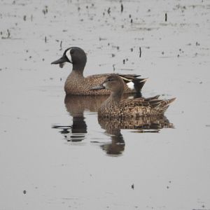 Blue-winged Teal