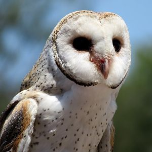 Barn Owl at Lone Pine Koala Sanctuary