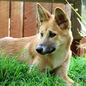 Dingo at Lone Pine Koala Sanctuary