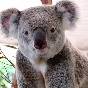 Koala at Lone Pine Koala Sanctuary