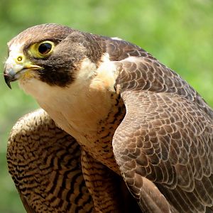 Peregrine Falcon at Lone Pine Koala Sanctuary