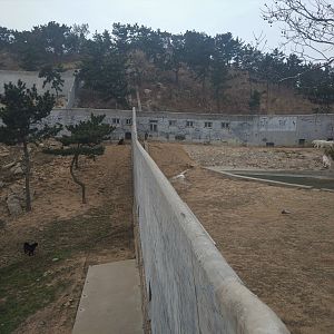 Large Carnivore Containment