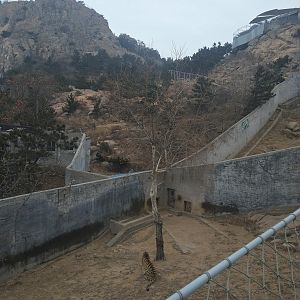 Large Carnivore Complex View