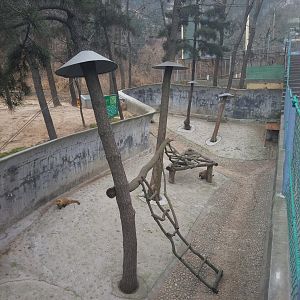 Coati Exhibit