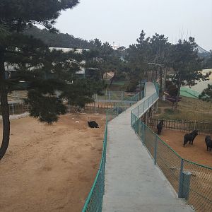 Ostrich and Pony Exhibits