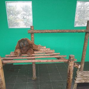Orangutan Indoors
