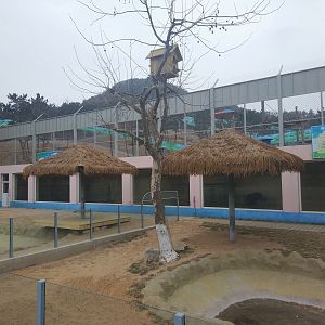 Medium-sized Mammals