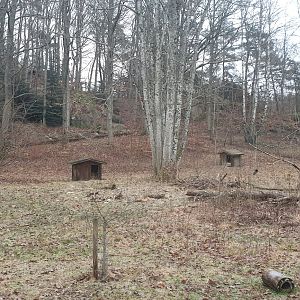 Maned wolf enclosure