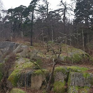 Siberian tiger enclosure