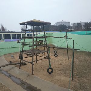 Golden Monkey Exhibit