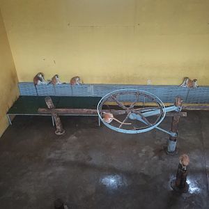 Patas Monkey Indoors