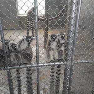 Ring-tailed Lemur Indoors