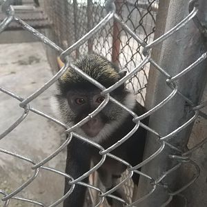 Guenon ID