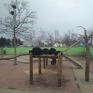 Asiatic Black Bears