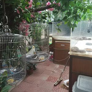 Birds Cages In The 'Discovery Centre'