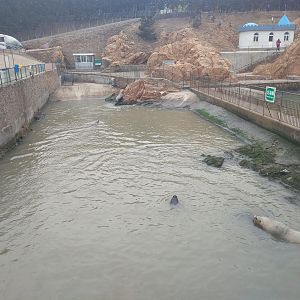Stellar Sea Lion Exhibit