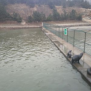 Australian Sea Lion Exhibit