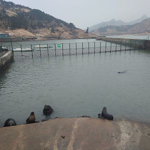 Sea Lion Exhibit