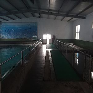 Risso's Dolphin Exhibit