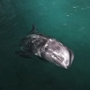 Risso's Dolphin