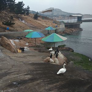 Swan and Cormorant Exhibit