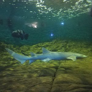 Nurse Shark