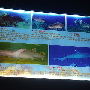 Shark Signage