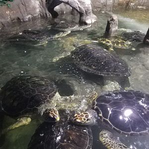 Sea Turtles