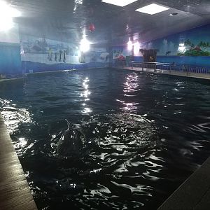 Bottlenose Dolphin Exhibit