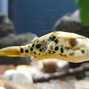 Tetraodon schoutedeni