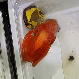 Hyla leucophyllata - underside