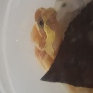 Dendropsophus ebraccatus