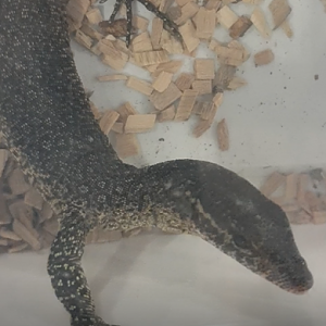 Varanus timorensis