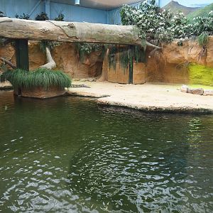 South African Nile crocodile exhibit, 2019-09-15
