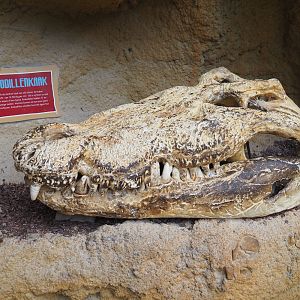 Life-sized model of a large Nile crocodile skull, 2019-09-15