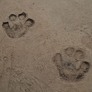 Hippopotamus foot prints in the floor of the hippopotamus/crocodile house, 2019-09-15