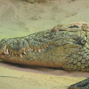 South African Nile crocodile (Crocodylus niloticus cowiei), 2019-09-15