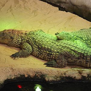 South African Nile crocodiles (Crocodylus niloticus cowiei), 2019-09-15
