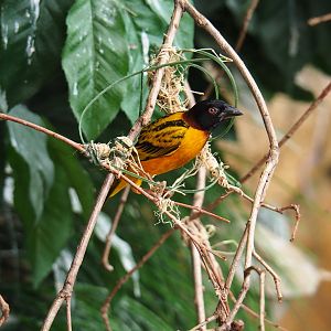 Village weaver (Ploceus cucullatus), 2019-09-15