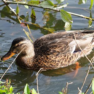 Wild female mallard (Anas platyrhynchos), 2019-09-15