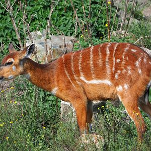 Female Western sitatunga (Tragelaphus spekii gratus), 2019-09-15