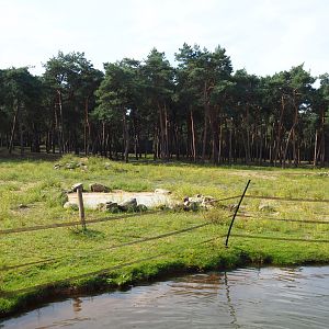 Western sitatunga, Red forest buffalo and Persian gazelle exhibit, 2019-09-15