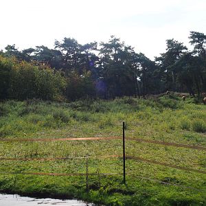 Western sitatunga, Red forest buffalo and Persian gazelle exhibit, 2019-09-15