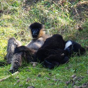 Northern white-cheeked gibbons (Nomascus leucogenys), 2019-09-15